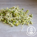 Handy Pantry Green Pea - Organic - Sprouting Seeds