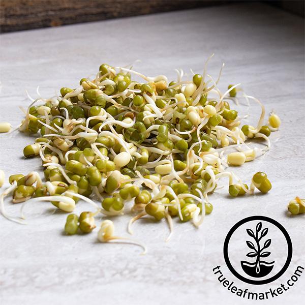 Handy Pantry Mung Bean - Organic - Sprouting Seeds