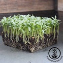 True Leaf Market Cilantro Seeds Slow Bolt Organic Microgreens Seeds