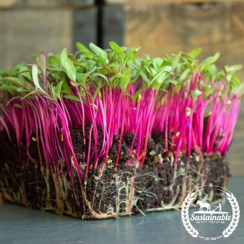 True Leaf Market Beet - Bulls Blood Organic Microgreens Seeds