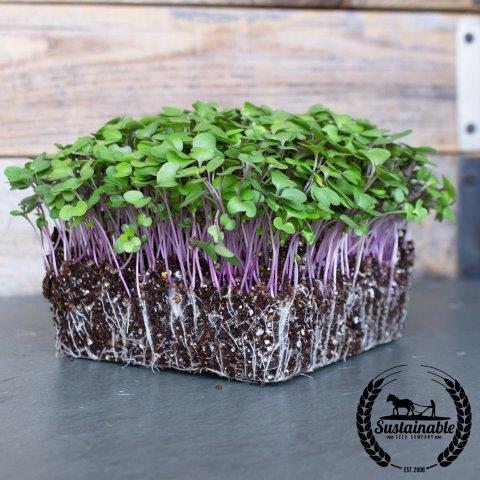 True Leaf Market Kohlrabi - Purple Vienna, Organic, Microgreens Seeds