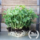 True Leaf Market Pea Seeds - Yellow Sugar, Organic, Microgreens Seeds