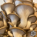 Sacred Grains Mushroom Grow Kit, King Blue Oyster
