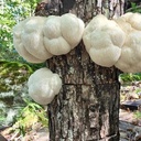 Organic North Spore Lion's Mane Mushroom Sawdust Spawn