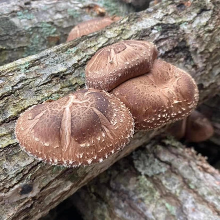 North Spore Organic Shiitake Mushroom Outdoor Log Kit