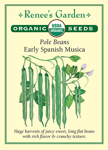 Renee's Garden Pole Beans Early Spanish Musica