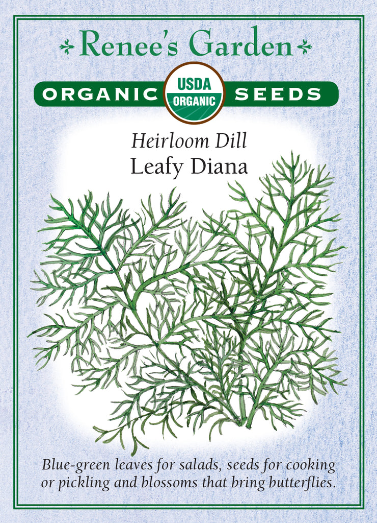 Renee's Garden Heirloom Dill Leafy Diana