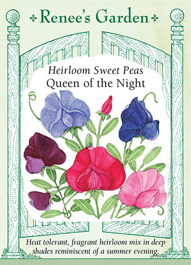 Renee's Garden Heirloom Sweet Peas Queen of the Night