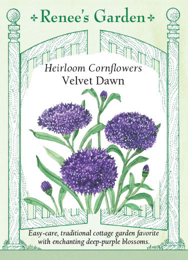 Renee's Garden Heirloom Cornflowers Velvet Dawn