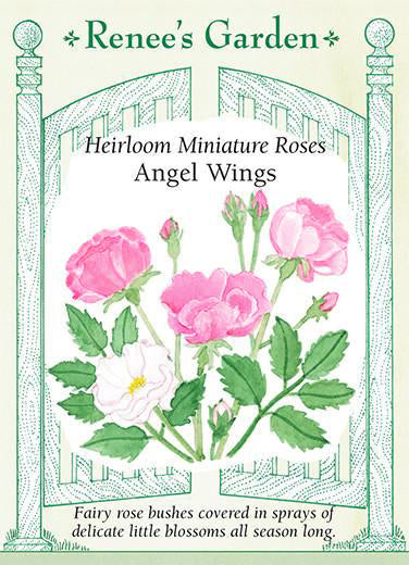 Renee's Garden Heirloom Miniature Roses Angel Wings