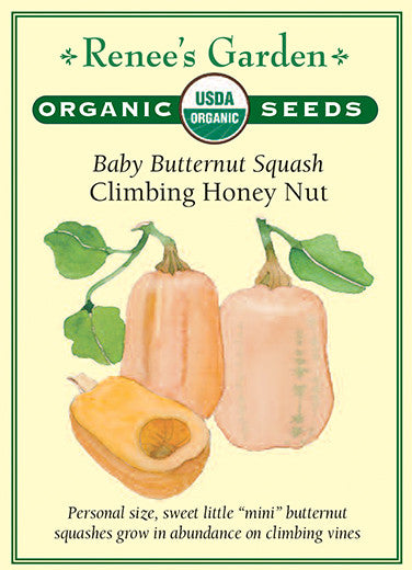 Renee's Garden Squash Baby Butternut Climbing Honey Nut