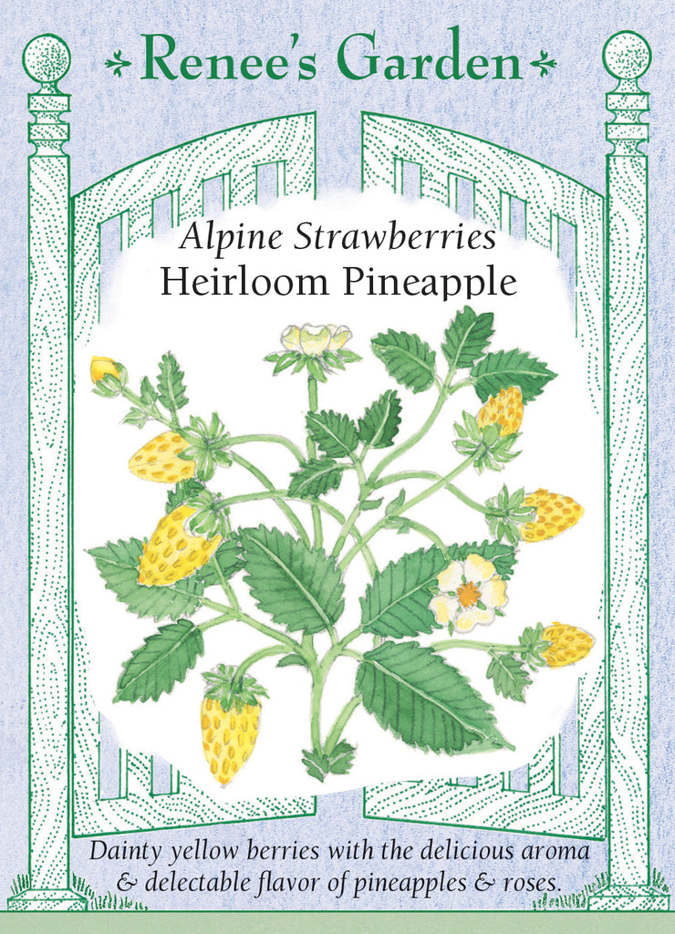 Renee's Garden Strawberries Alpine Heirloom Pineapple