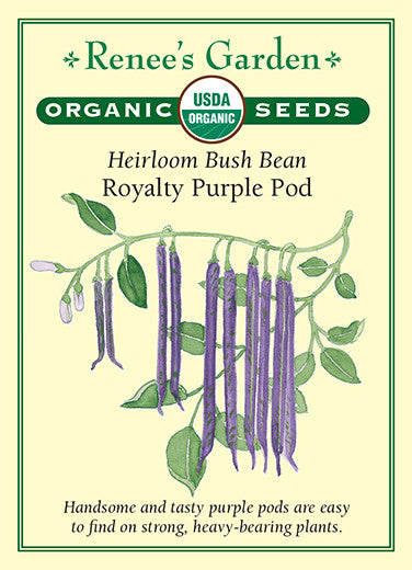 Renee's Garden Heirloom Bean Bush Royalty Purple Pod