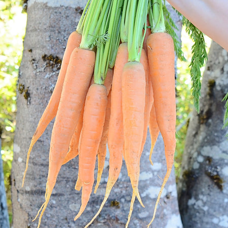 Territorial Seed Company Carrots Giants of Colmar, 1 g