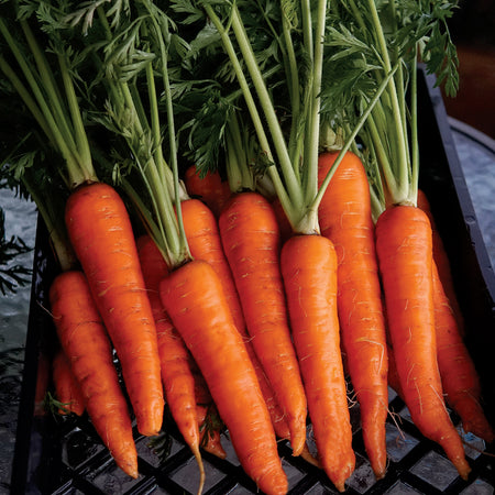 Territorial Seed Company Carrots Rodelika, 1 g