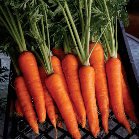 Territorial Seed Company Carrots Rodelika