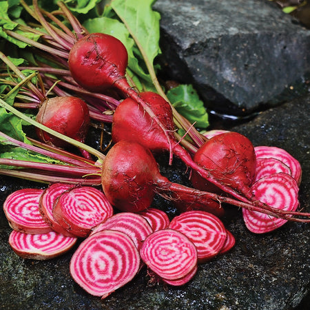 Territorial Seed Company Beets Chioggia