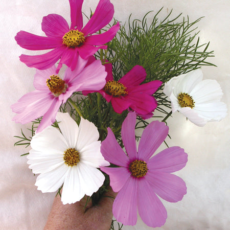 Territorial Seed Company Cosmos Sensation Mix