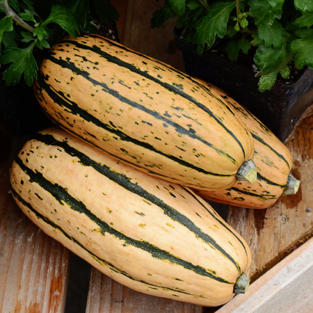 Territorial Seed Company Squash Winter Honeyboat, 3 g