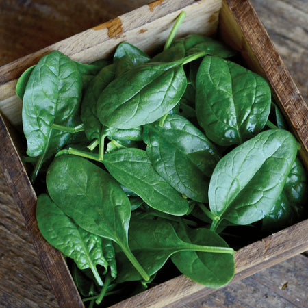 Territorial Seed Company Spinach Tundra