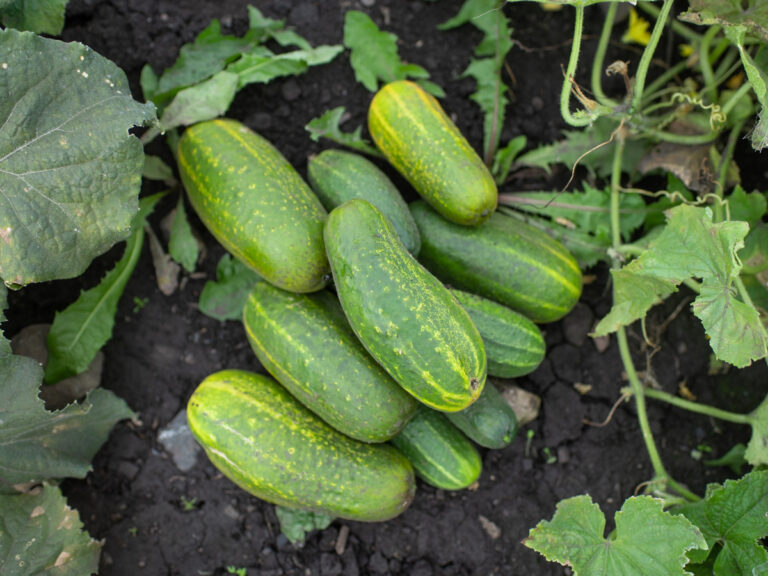 Territorial Seed Company Cucumber Pickling