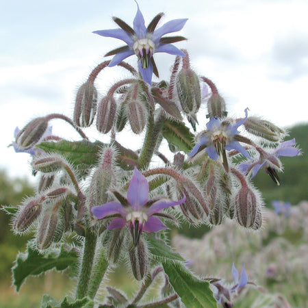 Territorial Seed Company Borage Organic, 2 g