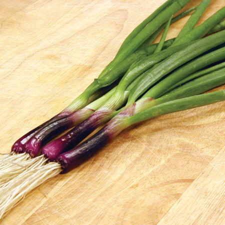 Territorial Seed Company Scallion Red Baron