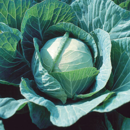 Territorial Seed Company Cabbage Farao F1