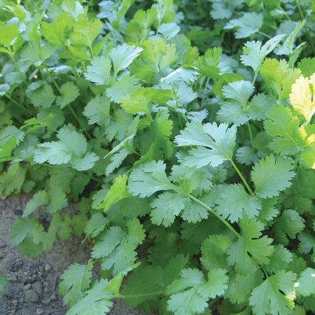 Territorial Seed Company Cilantro Marino