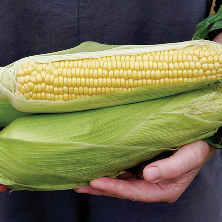 Territorial Seed Company Corn Sweet Damaun