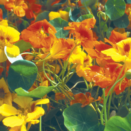 Territorial Seed Company Nasturtium Tall Trailing Mix