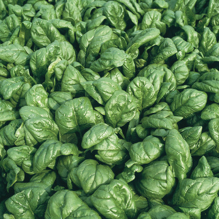Territorial Seed Company Spinach Palco Organic