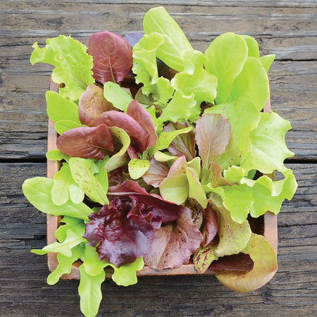 Territorial Seed Company Lettuce London Spring Mix Organic