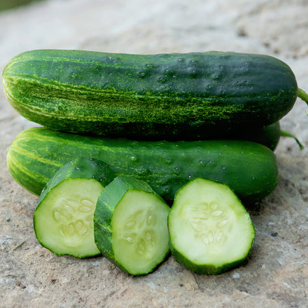 Territorial Seed Company Cucumber Wautoma