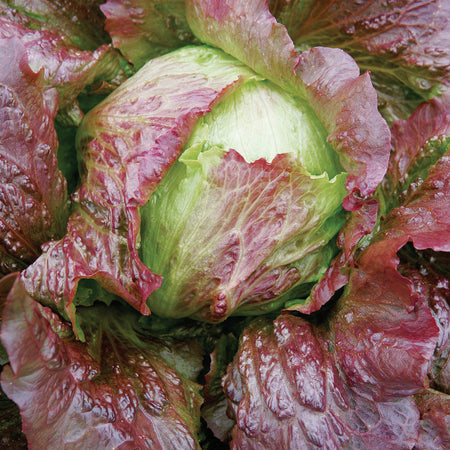 Territorial Seed Company Lettuce Iceberg Red