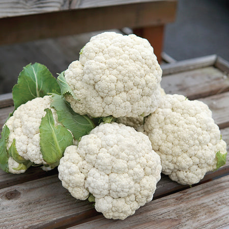 Territorial Seed Company Cauliflower Odysseus