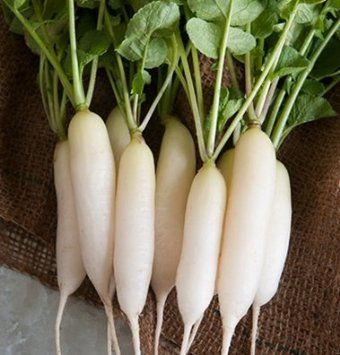 Territorial Seed Company Radish Icicle