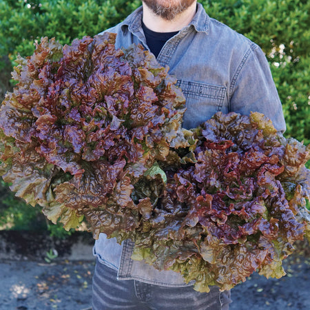 Territorial Seed Company Lettuce Red Sails Organic