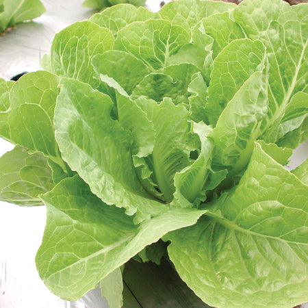 Territorial Seed Company Lettuce Valmaine