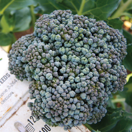 Territorial Seed Company Broccoli Crown Umpqua Organic