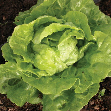 Territorial Seed Company Lettuce Tom Thumb