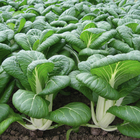 Territorial Seed Company Pak Choi Bopak