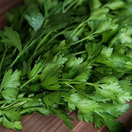 Territorial Seed Company Parsley Gigante D'italia