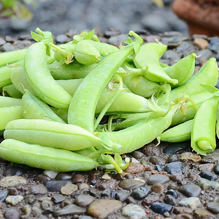 Territorial Seed Company Pea Snap Sugar Ann