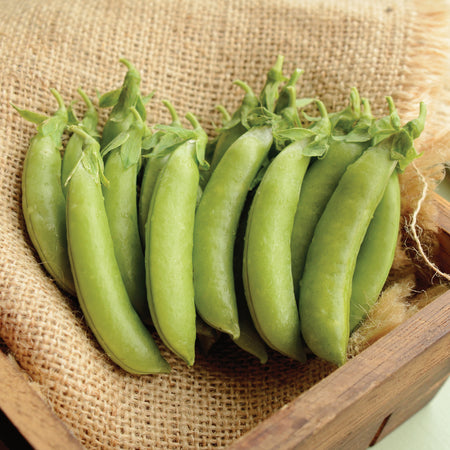 Territorial Seed Company Pea Snap Cascadia Organic