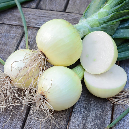 Territorial Seed Company Onion Cortland F1 Organic,