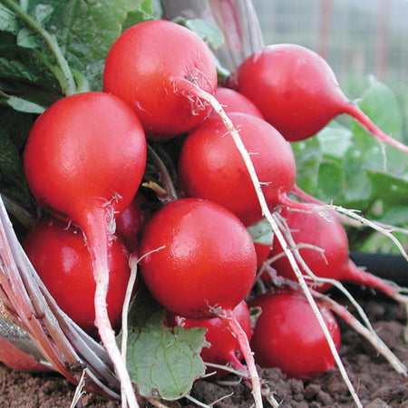 Territorial Seed Company Radish Cherry Belle