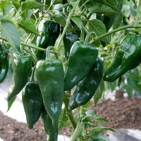 Territorial Seed Company Peppers Ancho Poblano Hot