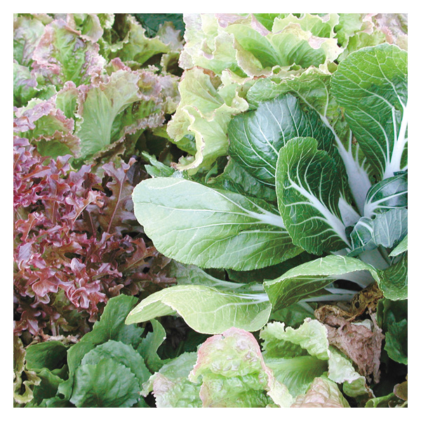 Territorial Seed Company Mesclun Salad Blend