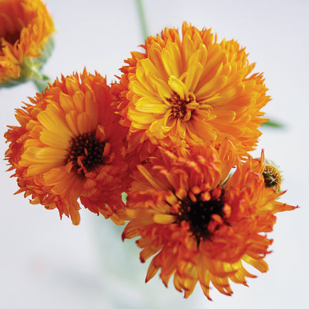 Territorial Seed Company Calendula Neon